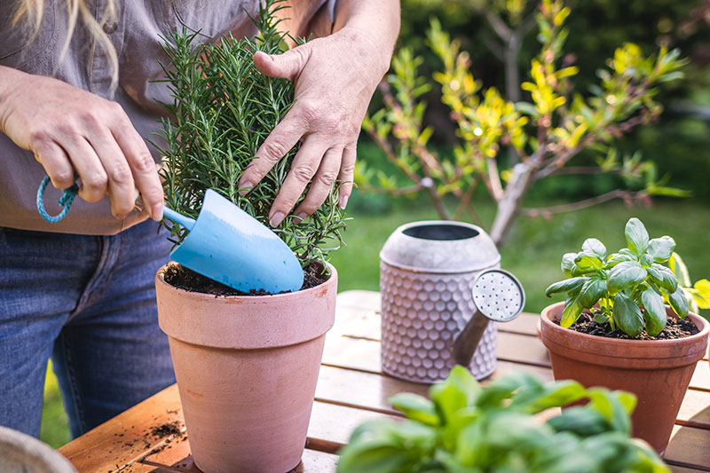 Plant an rosemary bush this anzac day